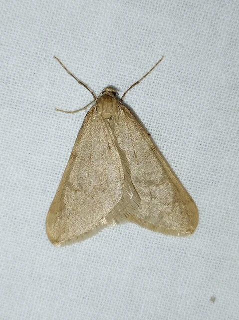 Alsophila aceraria - juhararaszoló