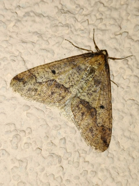 Erannis defoliaria - nagy téliaraszoló