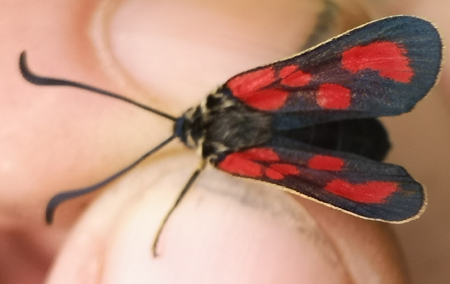 Zygaena loti - közönséges csüngőlepke