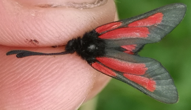 Zygaena brizae - magyar csüngőlepke
