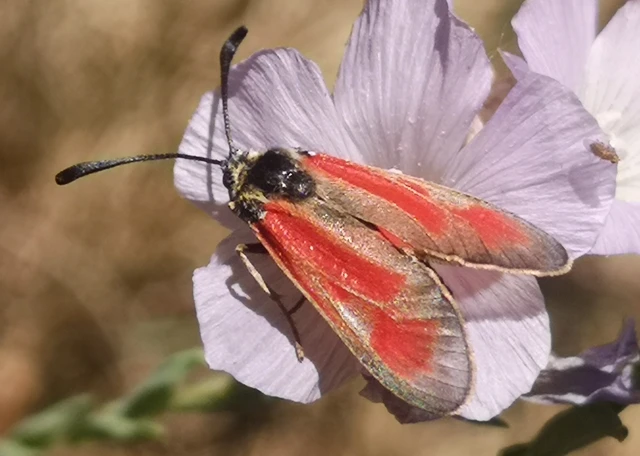 Zygaena punctum - pettyes csüngőlepke