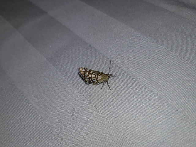 Chiasmia clathrata - rácsos rétiaraszoló