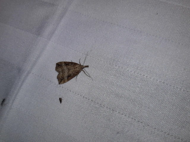 Hypena rostralis - közönséges karcsúbagoly