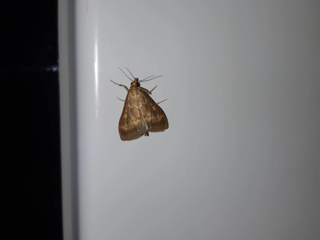 Ostrinia nubilalis - kukoricamoly