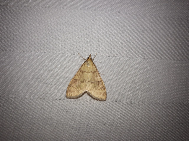 Ostrinia nubilalis - kukoricamoly