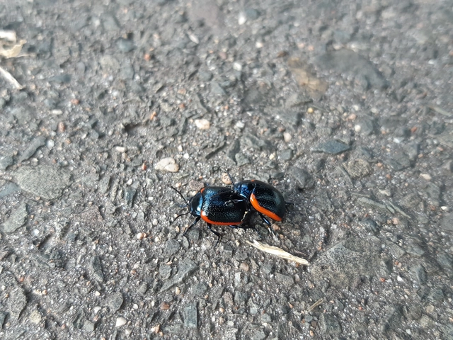 Chrysolina rossia - trapézhátú szegélyeslevelész