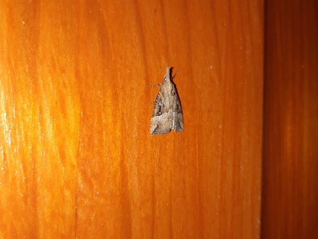 Hypena rostralis - közönséges karcsúbagoly