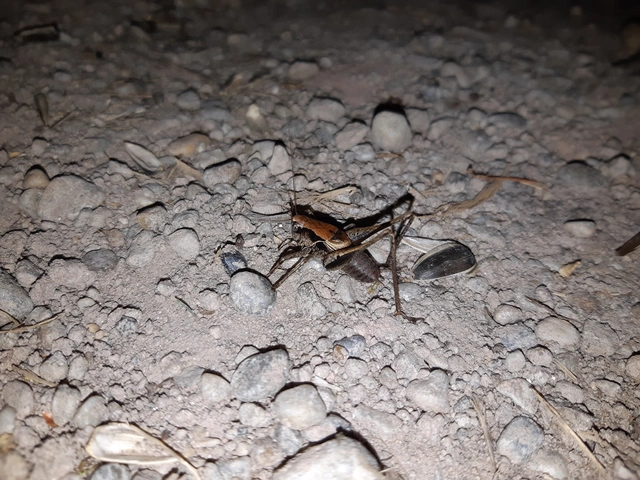 Pholidoptera griseoaptera - szürke avarszöcske Pholidoptera griseoaptera - szürke avarszöcske
