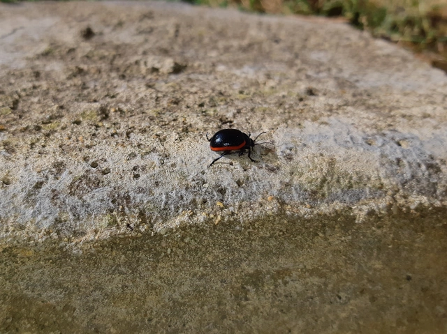 Chrysolina rossia - trapézhátú szegélyeslevelész