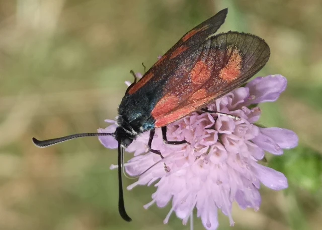 Zygaena loti - közönséges csüngőlepke
