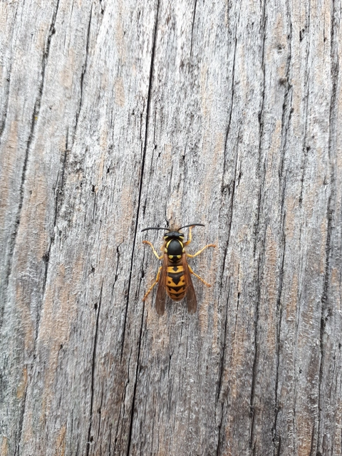 Vespula