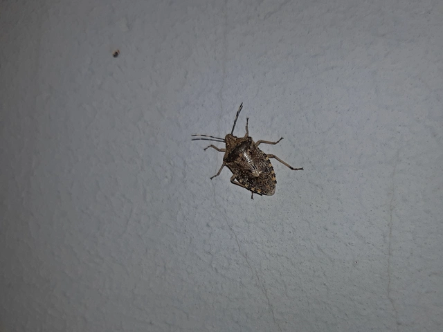 Rhaphigaster nebulosa - bencepoloska