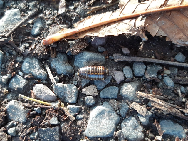Isopoda - Ászkarákok