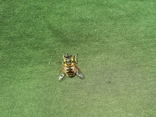 Myathropa florea - halálfejes odúlégy