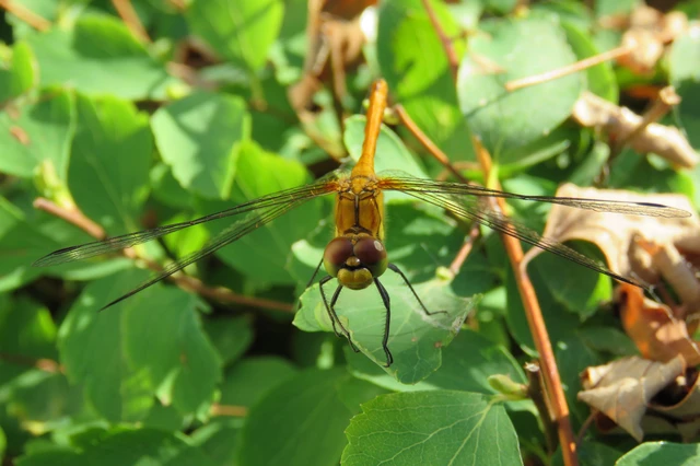 Sympetrum sanguineum - vörös katona-szitakötő