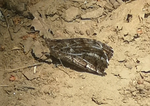 Hipparchia semele - barna szemeslepke