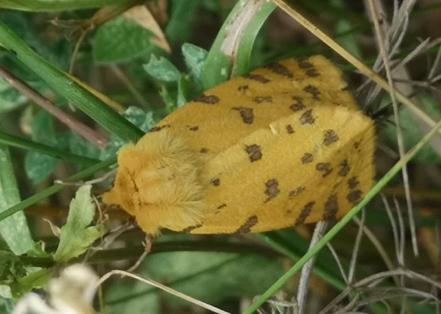 Rhyparia purpurata - bíborszínű medvelepke