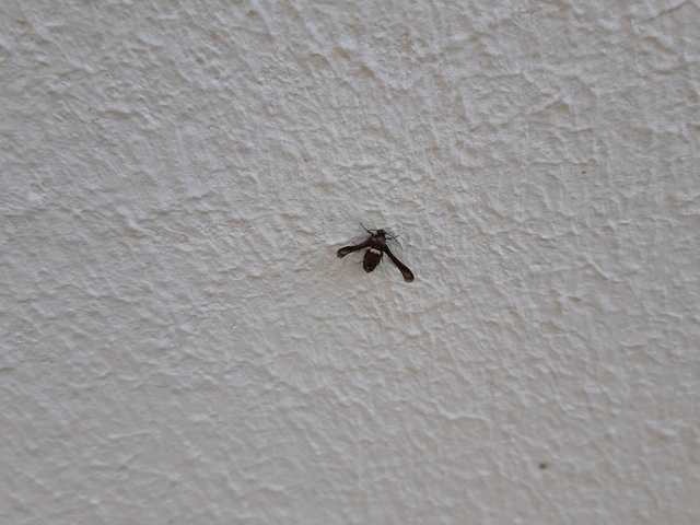 Microsphecia brosiformis - folyófűszitkár