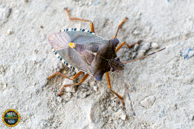 Pentatoma rufipes - vöröslábú címerespoloska Pentatoma rufipes - vöröslábú címerespoloska