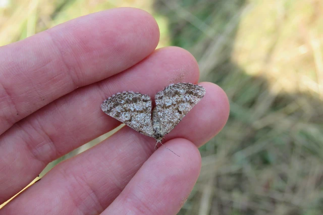 Ematurga atomaria - barna rétiaraszoló