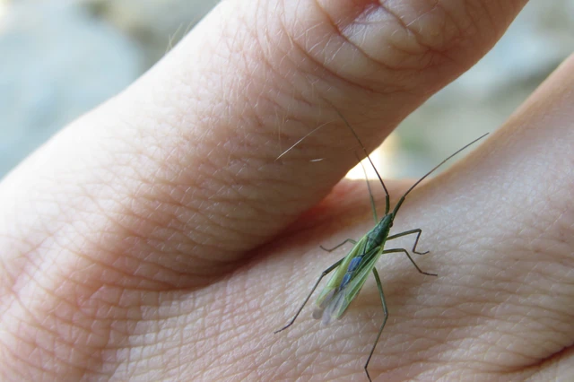Megaloceroea recticornis - hosszúcsápú mezeipoloska