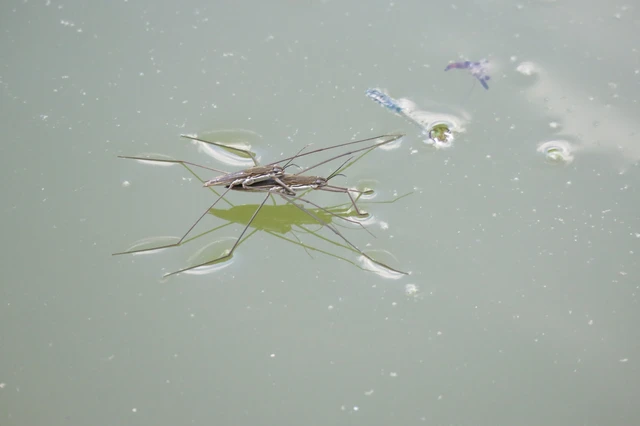 Gerridae - molnárpoloskák