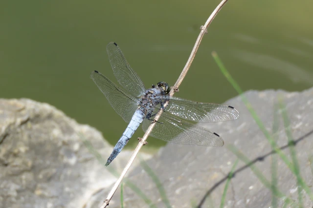 Orthetrum cancellatum - feketefarkú pásztorszitakötő