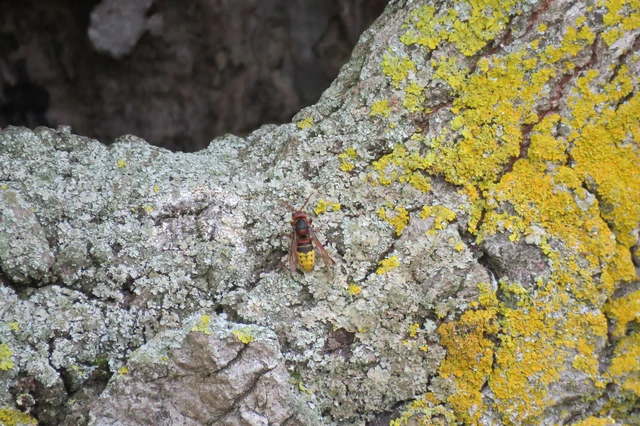 Vespa crabro - lódarázs