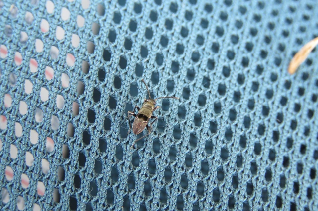 Rhyparochromidae - földibodobácsok