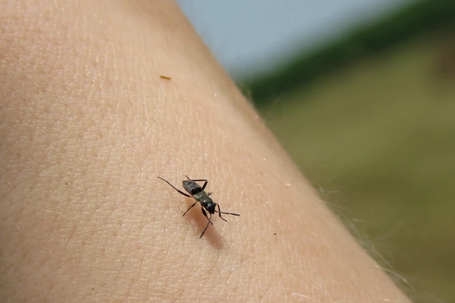 Rhyparochromidae - földibodobácsok
