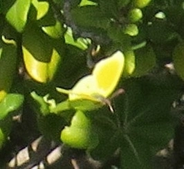 Gonepteryx cleopatra