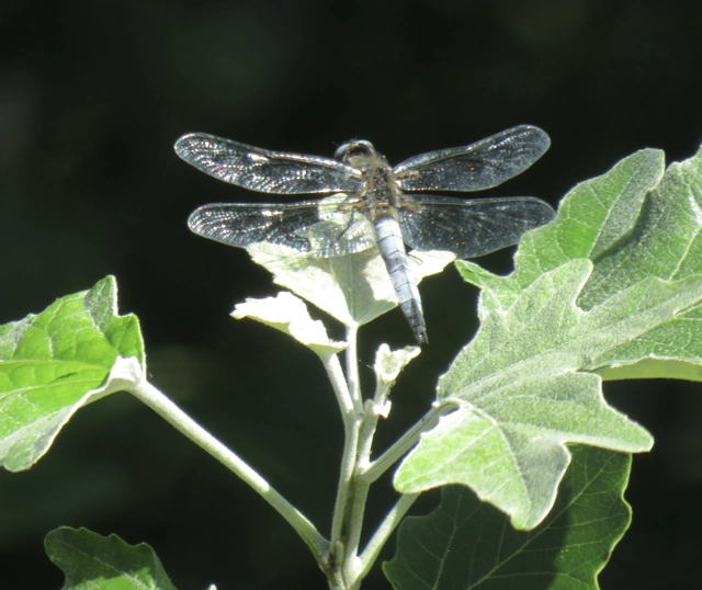 kisfoltos laposacsa - Libellula fulva
