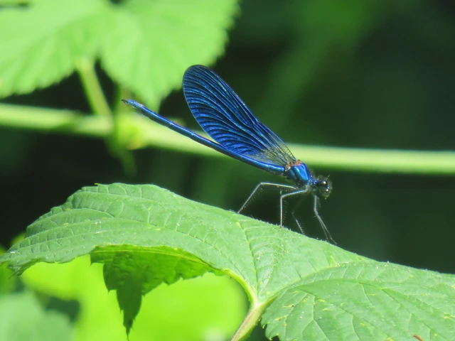 sávos szitakötő - Calopteryx splendens
