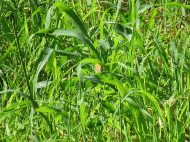 nagy ökörszemlepke - Maniola jurtina