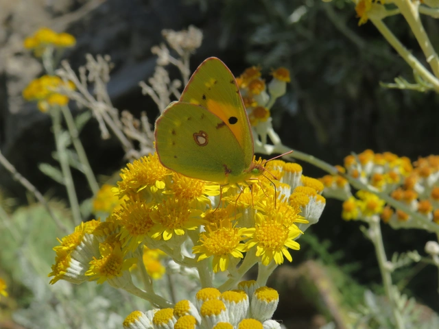 sáfránylepke - Colias croceus