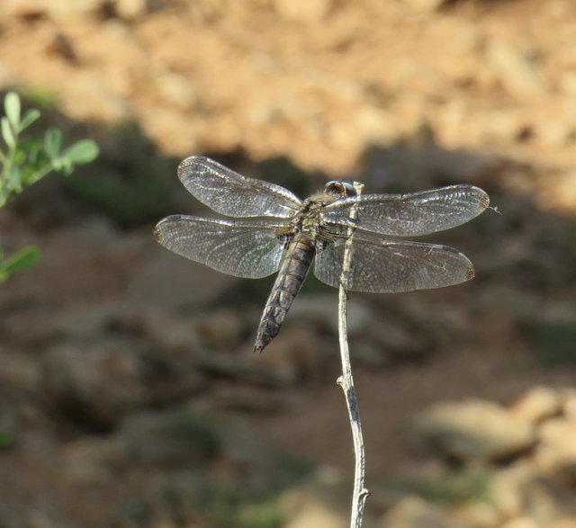 Libellula fulva - kisfoltos laposacsa