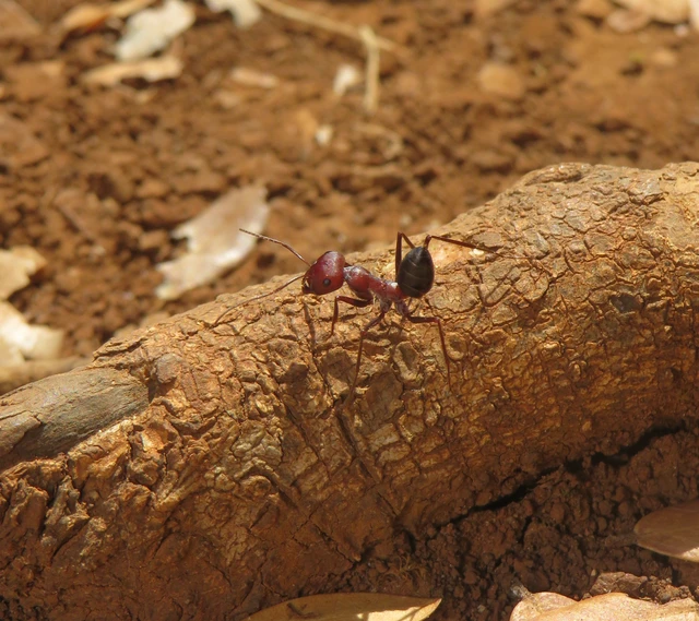 vörös fürgehangya - Cataglyphis nodus