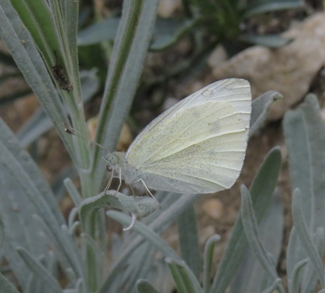 répalepke - Pieris rapae