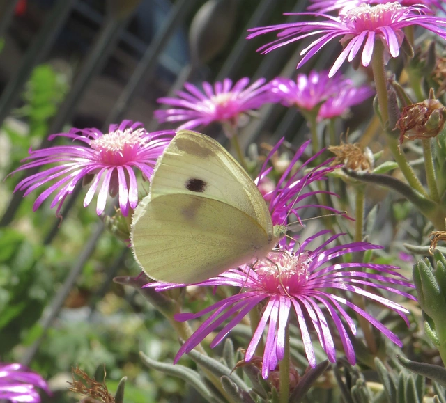 Pieris rapae - répalepke