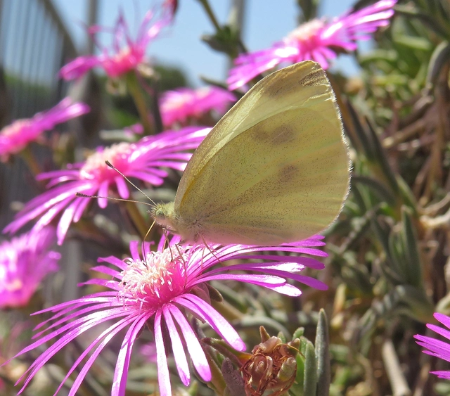 Pieris rapae - répalepke
