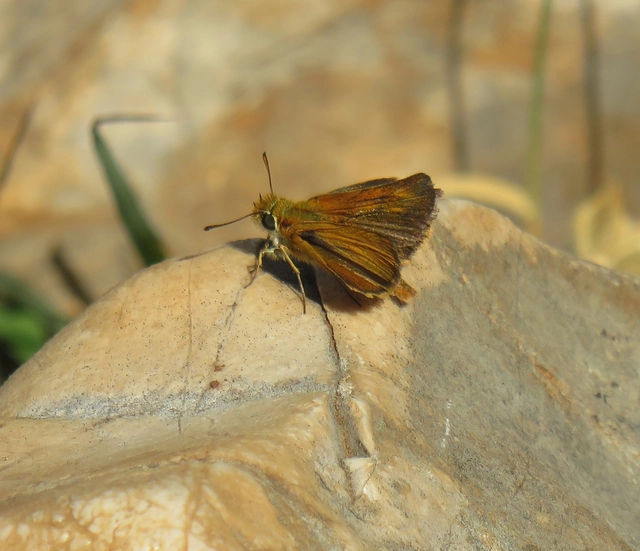 csíkos busalepke - Thymelicus acteon