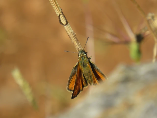 vonalas busalepke - Thymelicus lineola