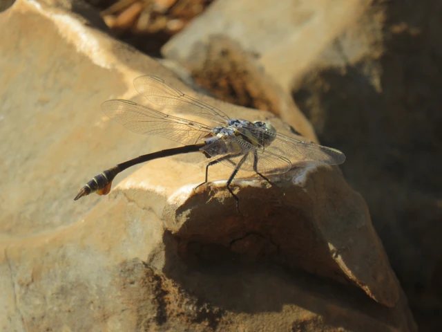 Lindenia tetraphylla