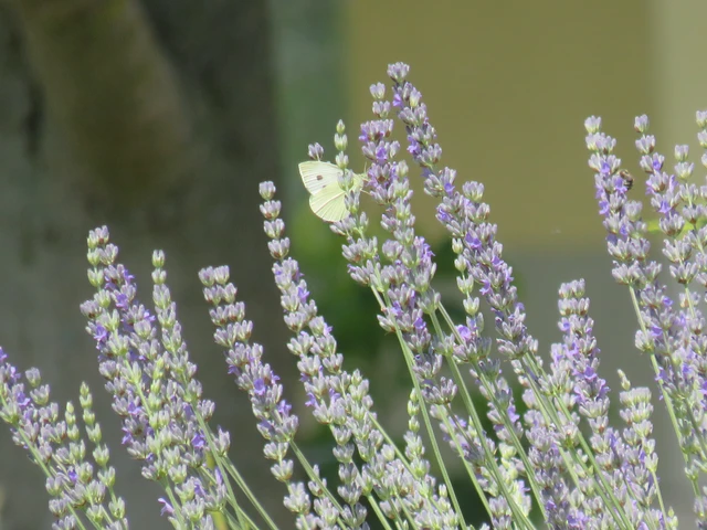 Pieris rapae - répalepke