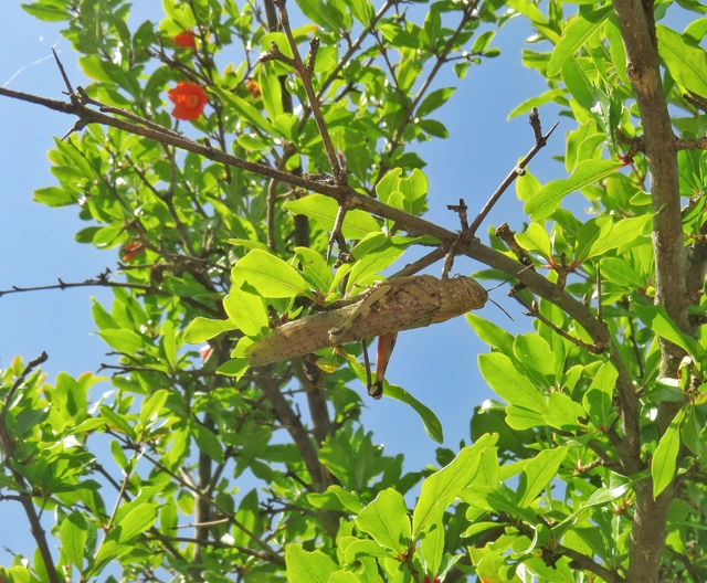 Anacridium aegyptium - egyiptomi sáska