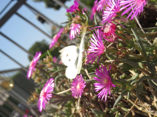 Pieris rapae - répalepke