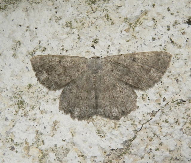 Gnophos sartata