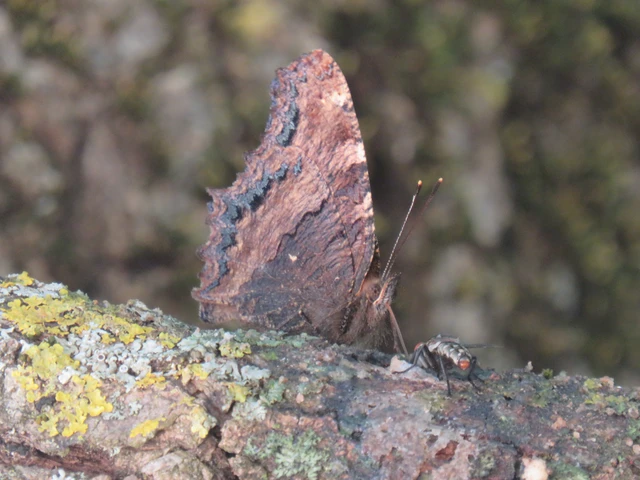 nagy rókalepke - Nymphalis polychloros