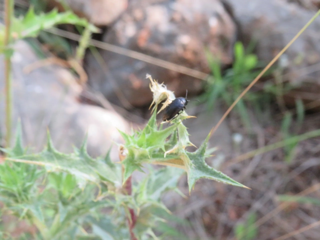 szerecsenbogár - Podonta nigrita