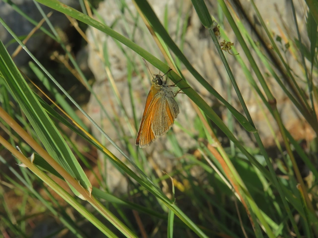 Thymelicus lineola - vonalas busalepke
